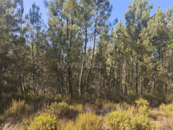 Terreno para Venda em Silvares Foto 6