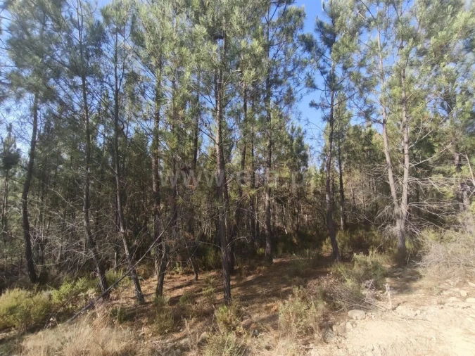 Terreno para Venda em Silvares Foto 5