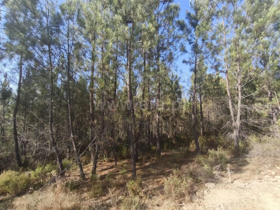 Terreno para Venda em Silvares Foto 5