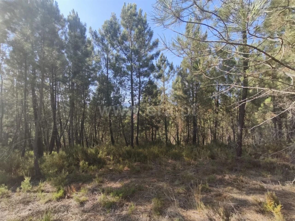 Terreno para Venda em Silvares Foto 7