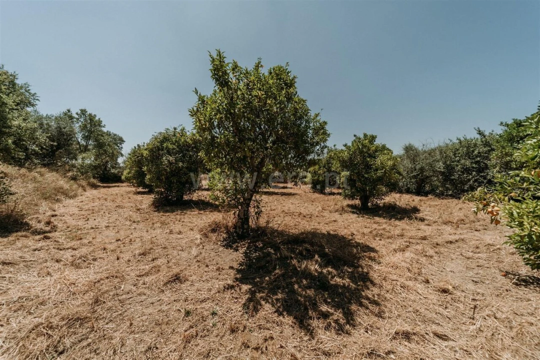 Terreno para Venda em Orca Foto 18
