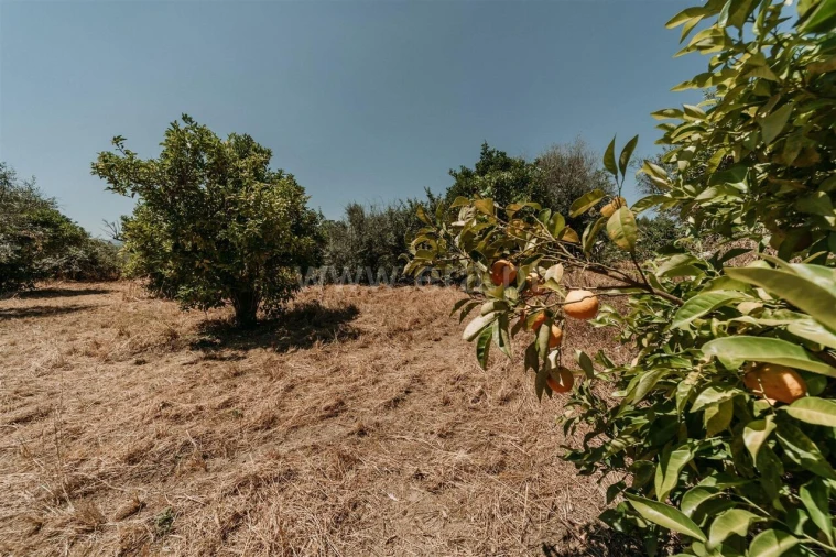Terreno para Venda em Orca Foto 19