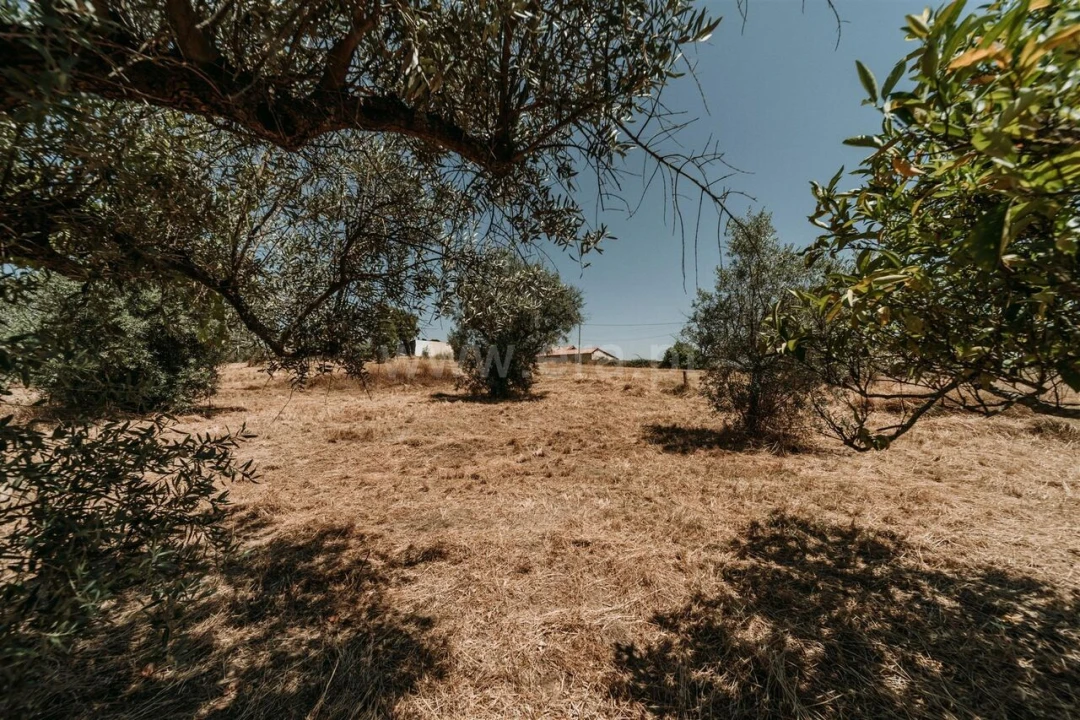 Terreno para Venda em Orca Foto 20