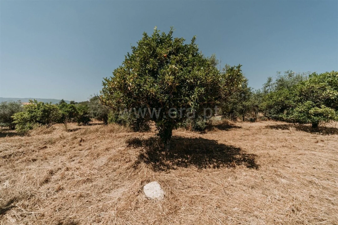 Terreno para Venda em Orca Foto 15