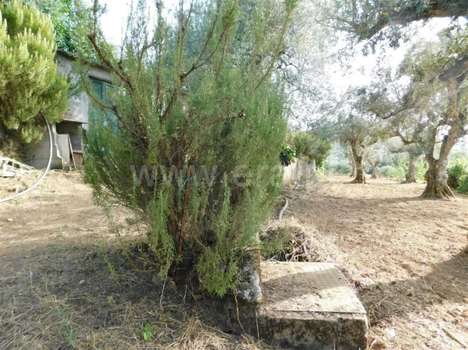 Quinta T0 para Venda em Souto da Casa Foto 12