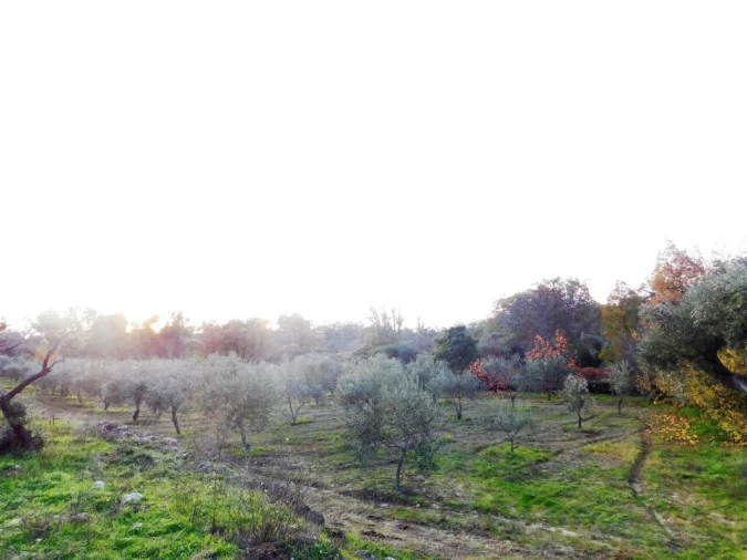 Quinta T1 para Venda em Orca Foto 7