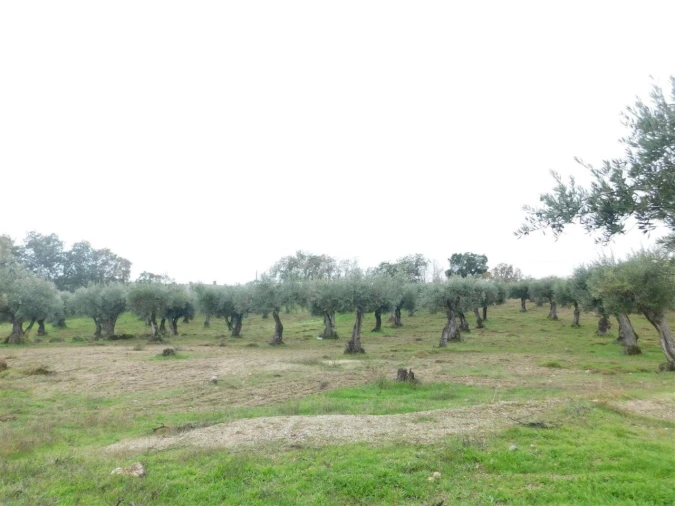 Quinta T1 para Venda em Orca Foto 2