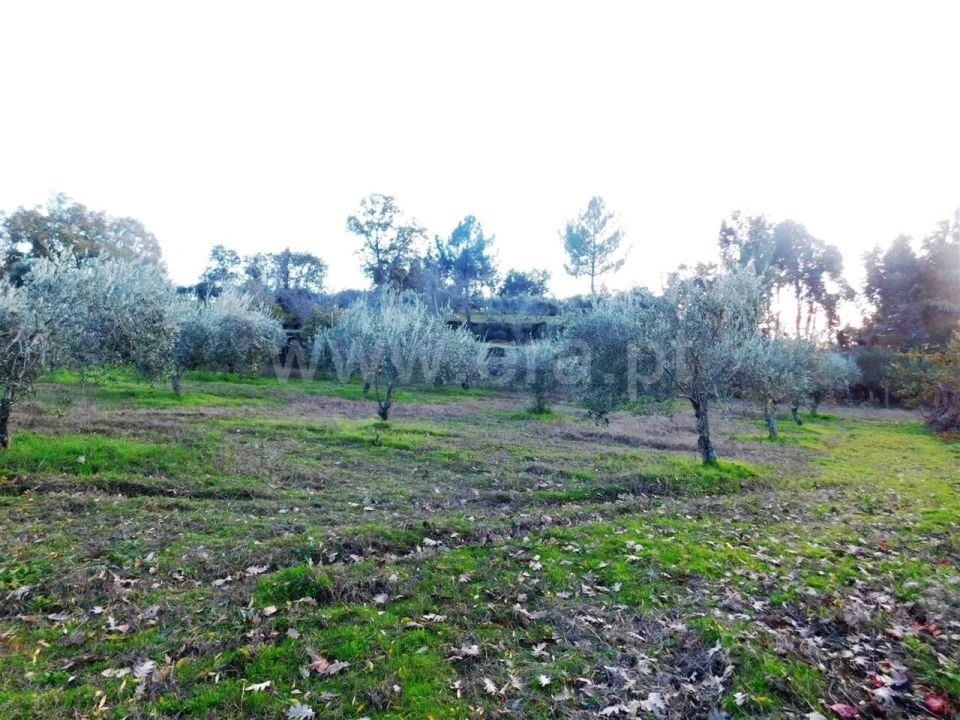 Quinta T1 para Venda em Orca Foto 15