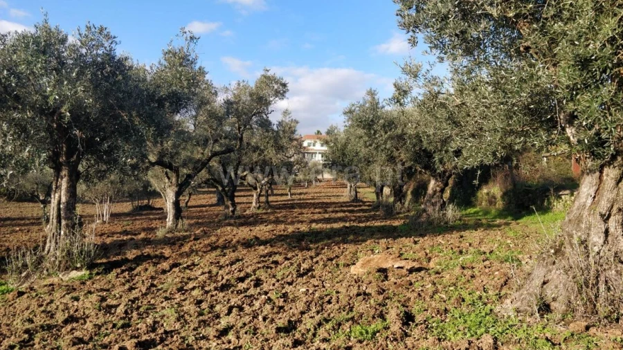 Terreno para Venda em Alcaria