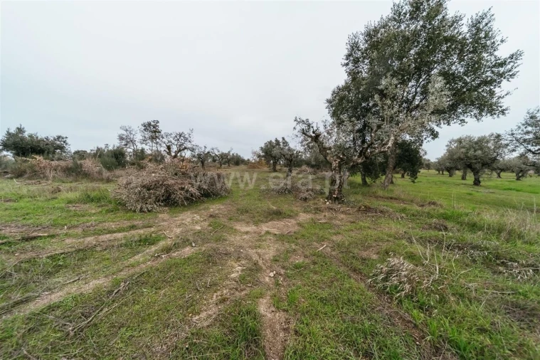 Quinta T1 para Venda em Alpedrinha Foto 14