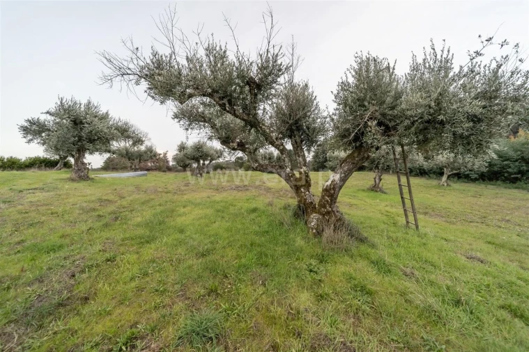 Quinta T4 para Venda em Lavacolhos Foto 20