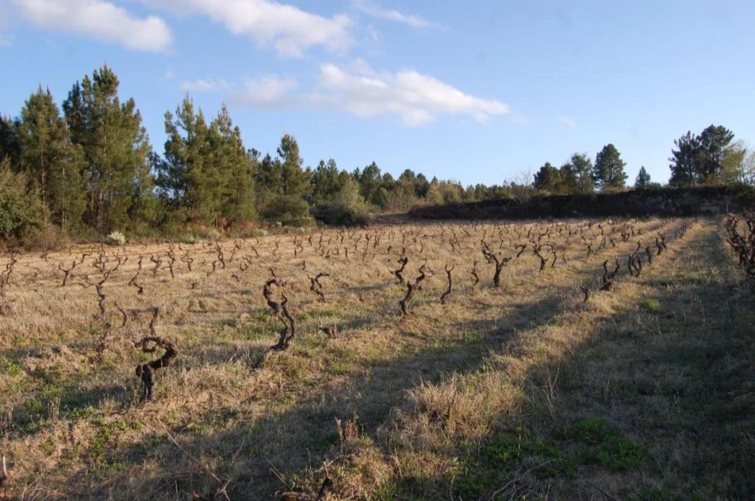 Terreno para Venda em Três Povos Foto 3