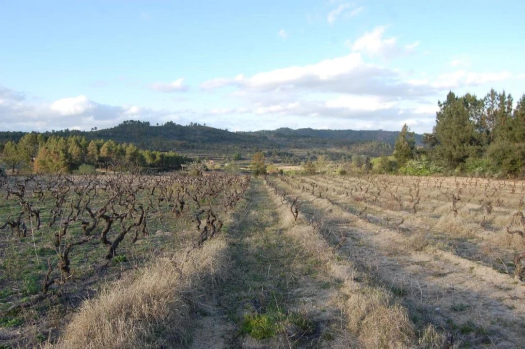 Terreno para Venda em Três Povos Foto 2