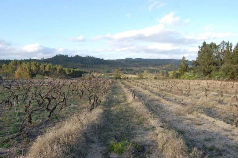 Terreno para Venda em Três Povos Foto 2