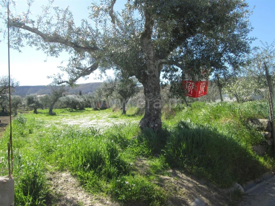 Quinta T1 para Venda em Telhado Foto 1