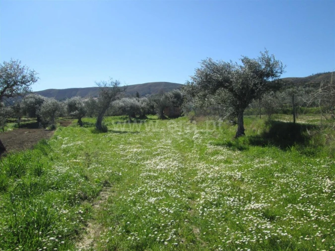 Quinta T1 para Venda em Telhado Foto 2