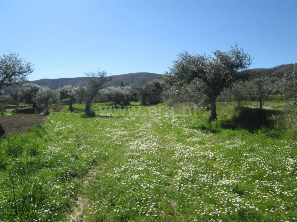Quinta T1 para Venda em Telhado Foto 2