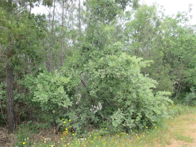 Terreno para Venda em Enxames Foto 3