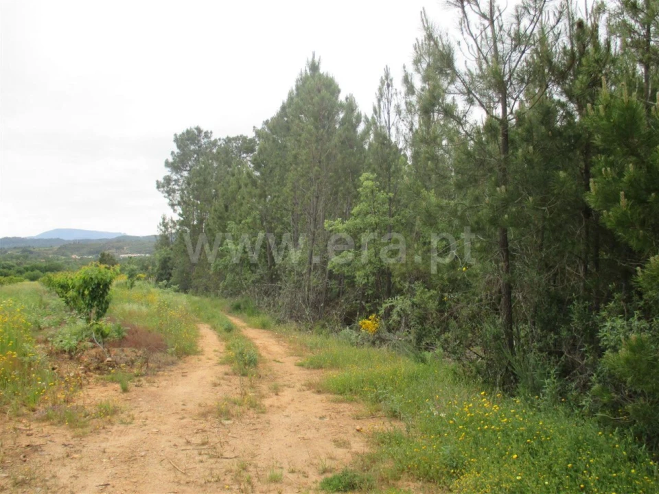 Terreno para Venda em Enxames Foto 2