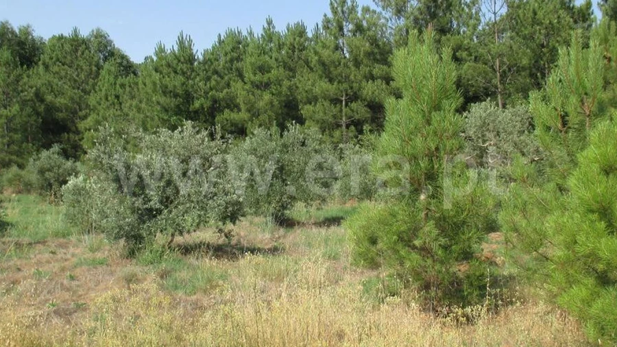 Terreno para Venda em Enxames