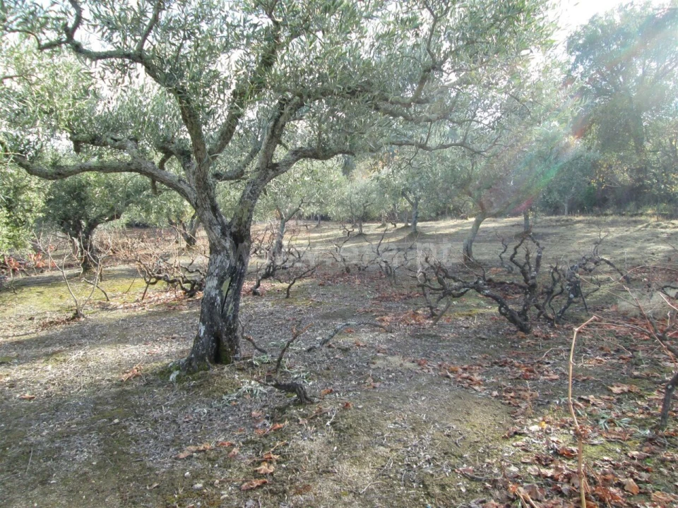 Quinta T0 para Venda em Telhado Foto 5