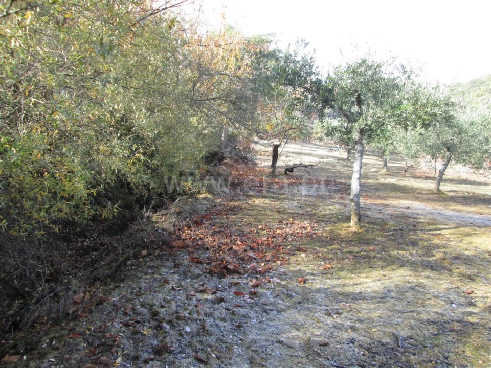 Quinta T0 para Venda em Telhado Foto 3