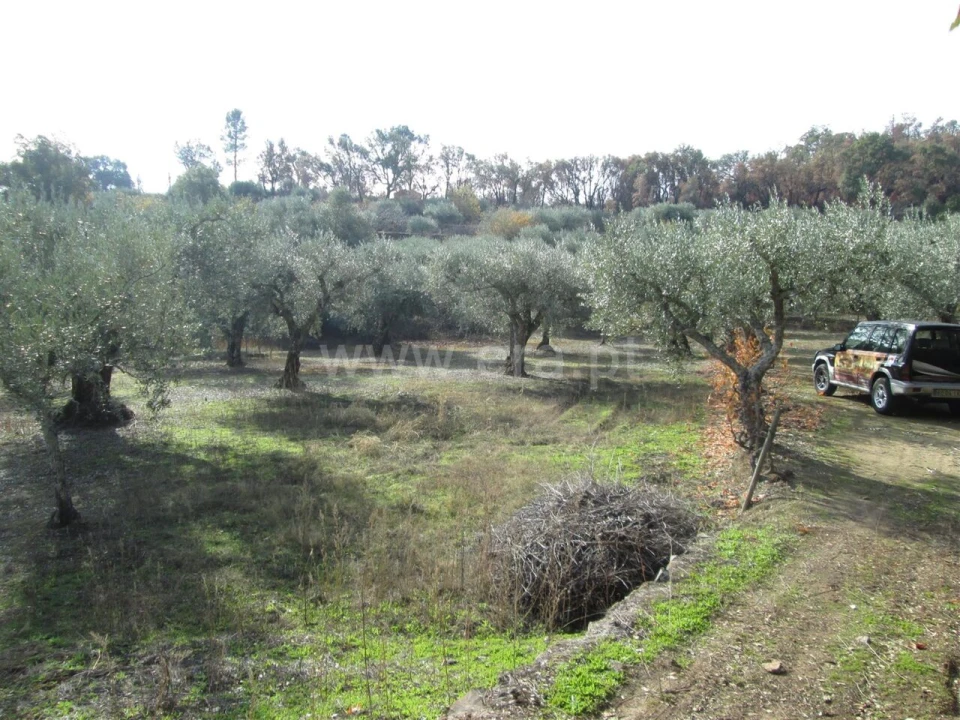 Quinta T0 para Venda em Telhado Foto 9