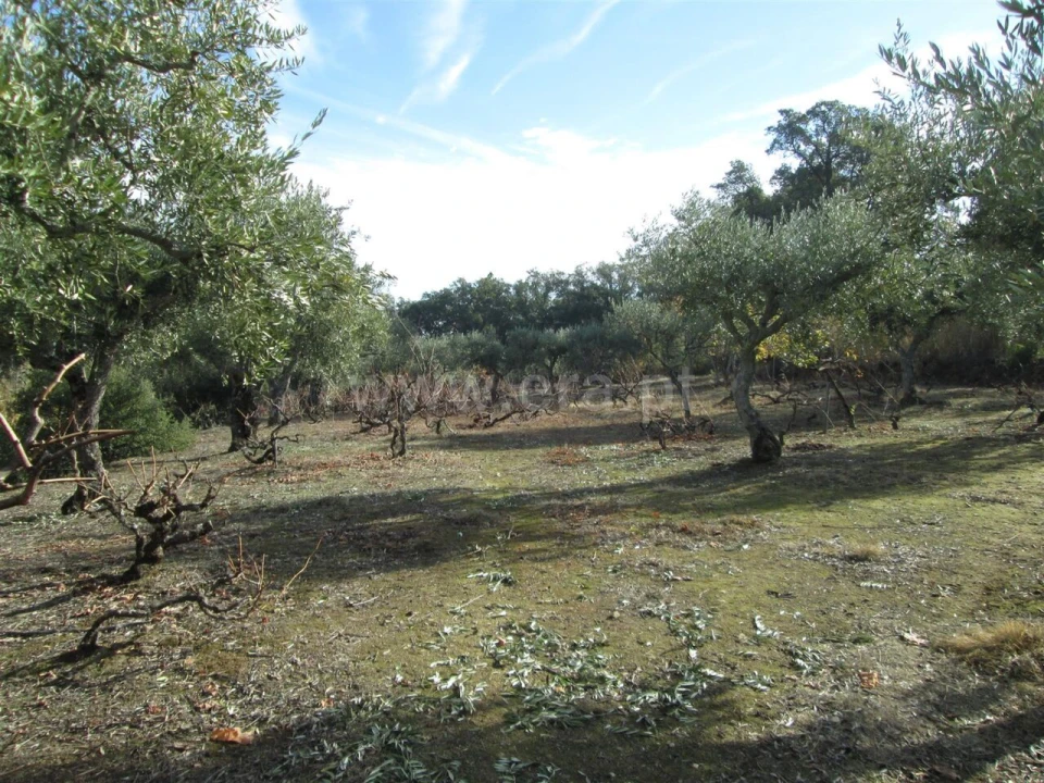 Quinta T0 para Venda em Telhado Foto 6