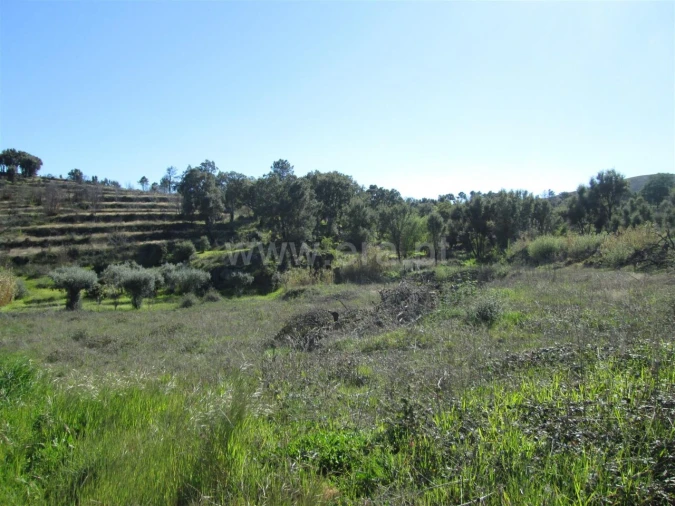 Terreno para Venda em Telhado Foto 7