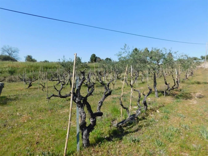 Quinta T0 para Venda em Orca Foto 9