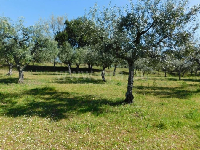 Quinta T0 para Venda em Orca Foto 6