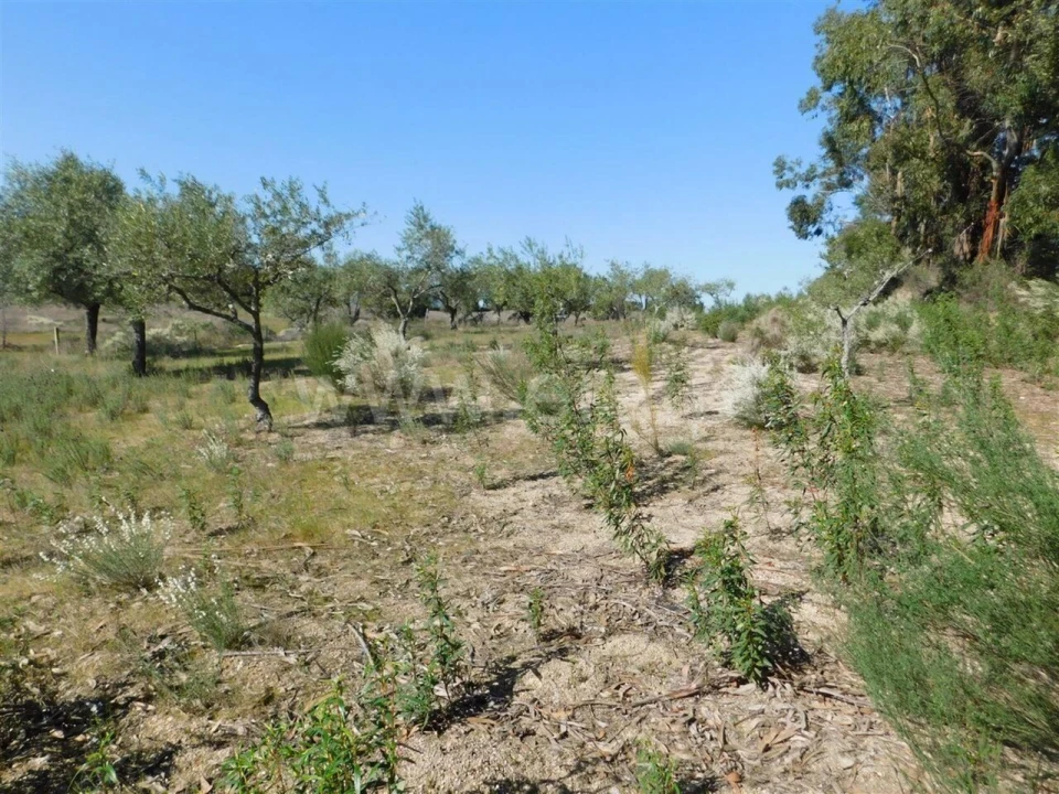 Quinta T0 para Venda em Orca Foto 14