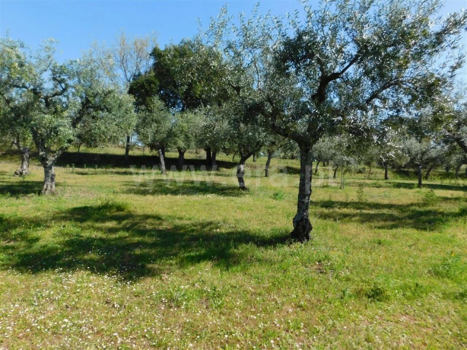 Quinta T0 para Venda em Orca Foto 6