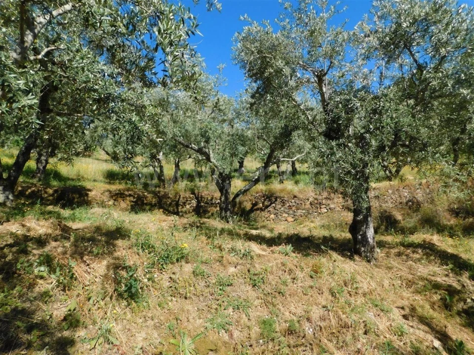 Terreno para Venda em Silvares Foto 6