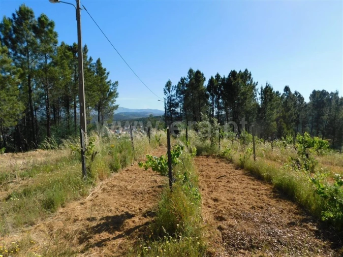 Terreno para Venda em Silvares