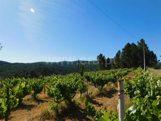Terreno para Venda em Silvares Foto 2