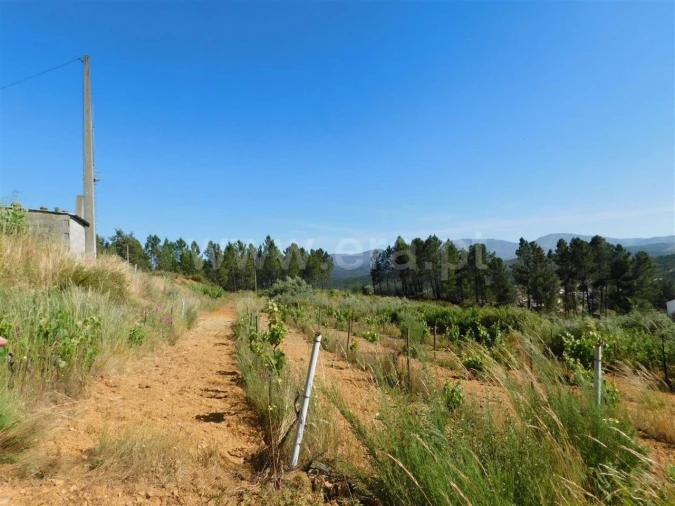 Terreno para Venda em Silvares Foto 4