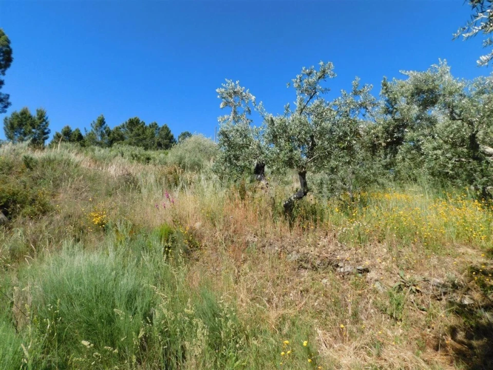 Terreno para Venda em Silvares Foto 5