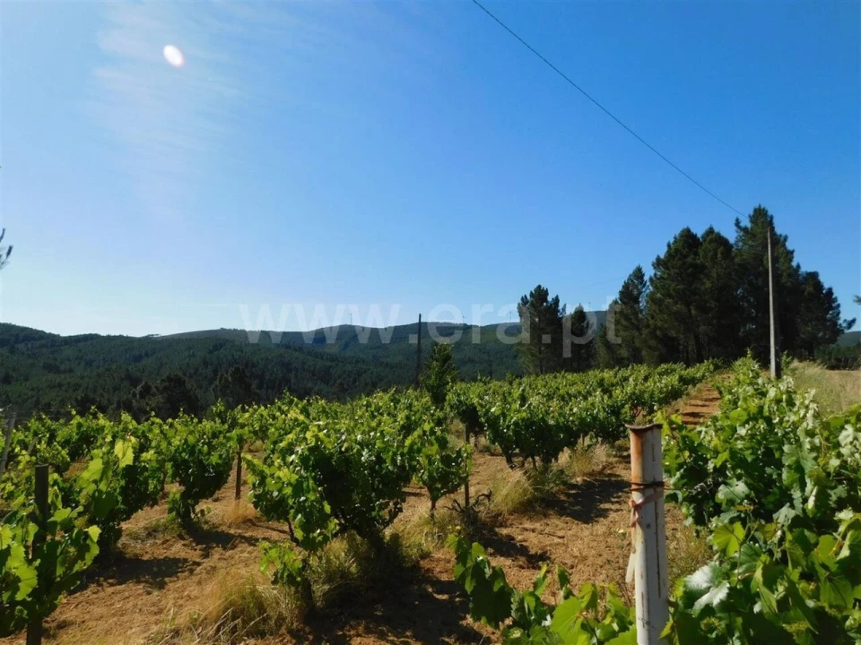 Terreno para Venda em Silvares Foto 2