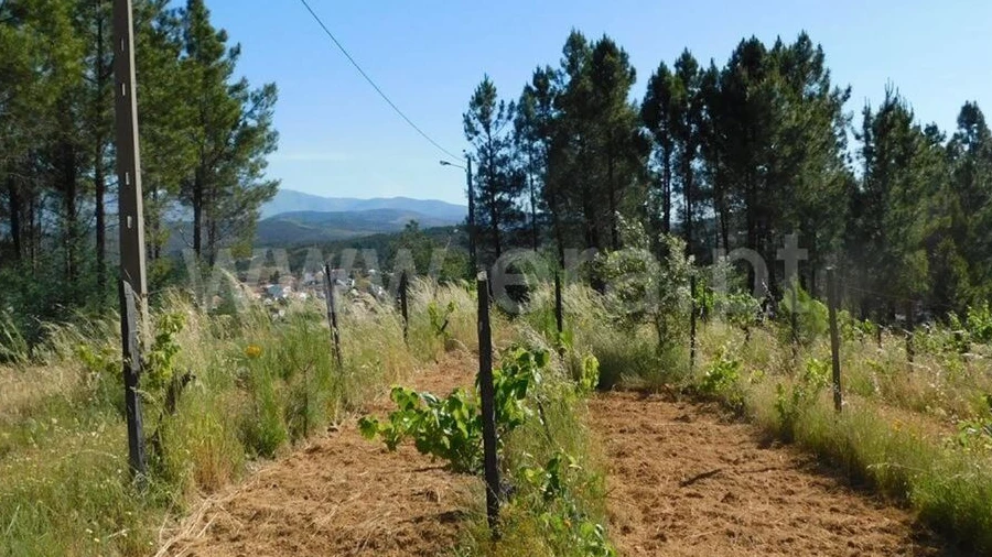 Terreno para Venda em Silvares