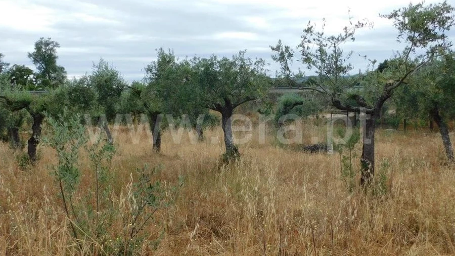 Terreno para Venda em Soalheira