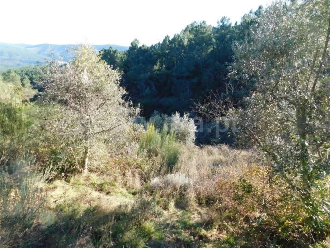 Terreno para Venda em Aldeia de São Francisco de Assis Foto 4