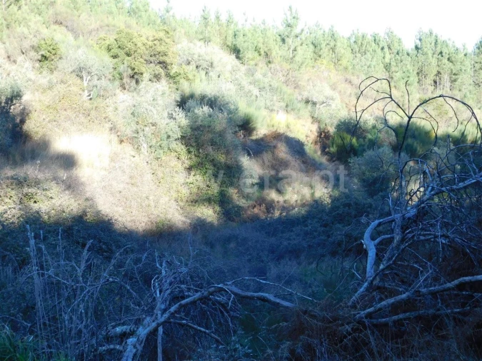 Terreno para Venda em Aldeia de São Francisco de Assis Foto 7