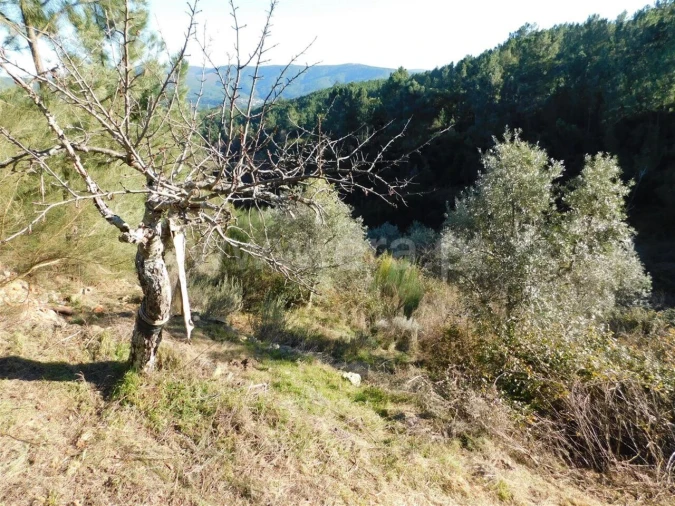 Terreno para Venda em Aldeia de São Francisco de Assis Foto 1