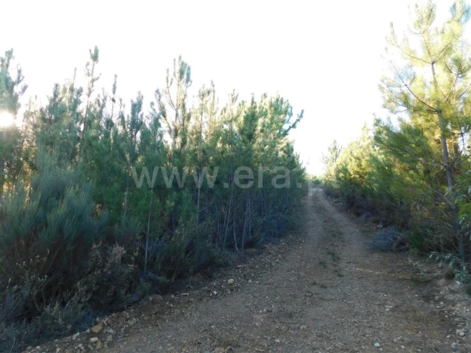 Terreno para Venda em Aldeia de São Francisco de Assis Foto 9