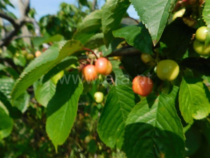 Quinta T0 para Venda em Alpedrinha Foto 11