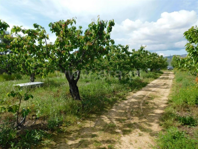 Quinta T0 para Venda em Alpedrinha Foto 6