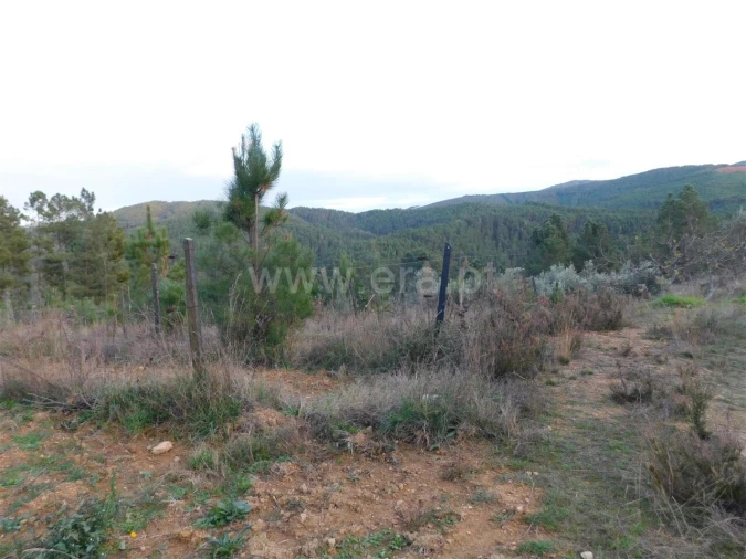 Terreno para Venda em Silvares Foto 2