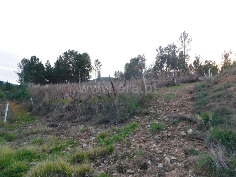 Terreno para Venda em Silvares Foto 3