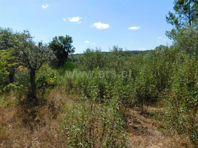 Terreno para Venda em Capinha Foto 2